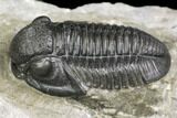 Detailed Gerastos Trilobite Fossil - Morocco #141668-3